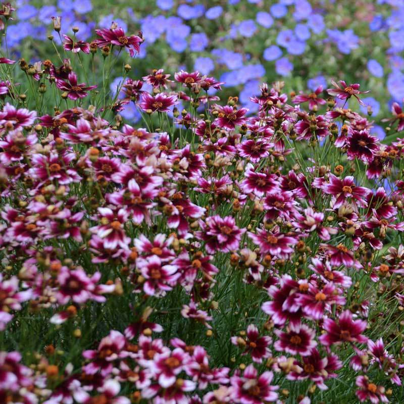 Berry Chiffon Tickseed with striking lean stems and berry colored flower petals. 