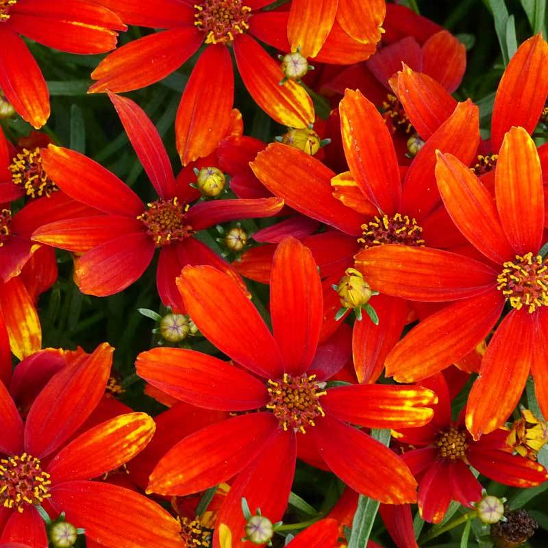 Close-up of Ladybird Tickseed's velvety-red flowers highlighted in yellow. 