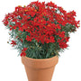Ladybird Tickseed with red blooms and bright green foliage in a terracotta pot in front of a white background. 