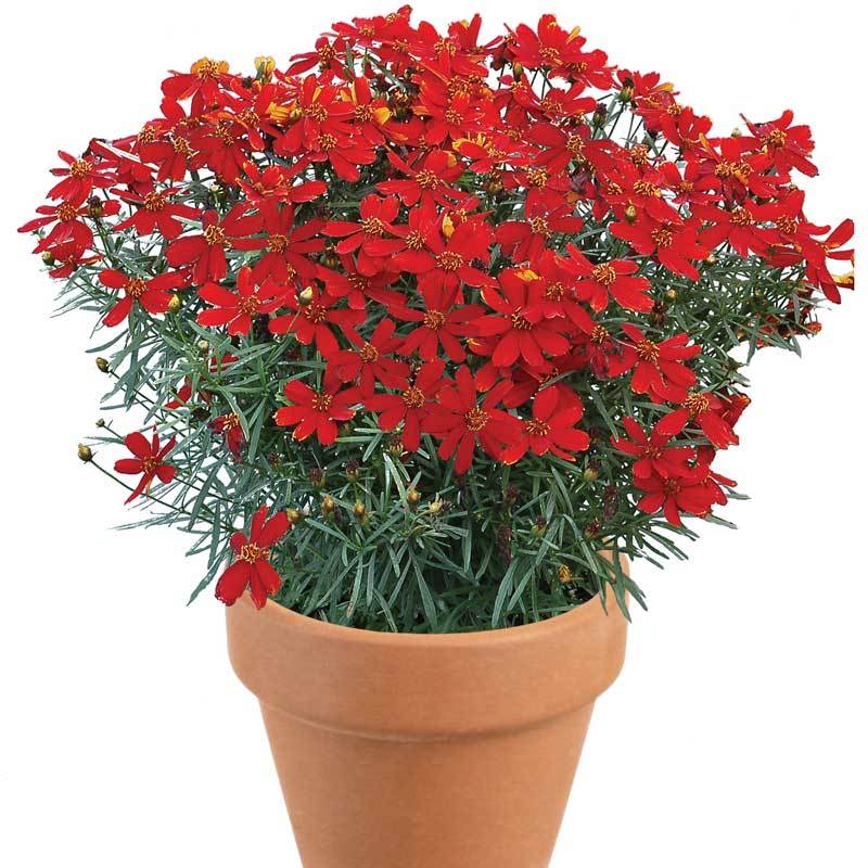 Ladybird Tickseed with red blooms and bright green foliage in a terracotta pot in front of a white background. 