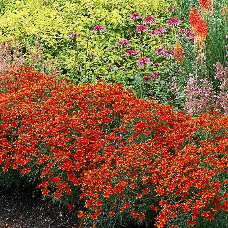 A row of Ladybird Tickseed in a garden. 