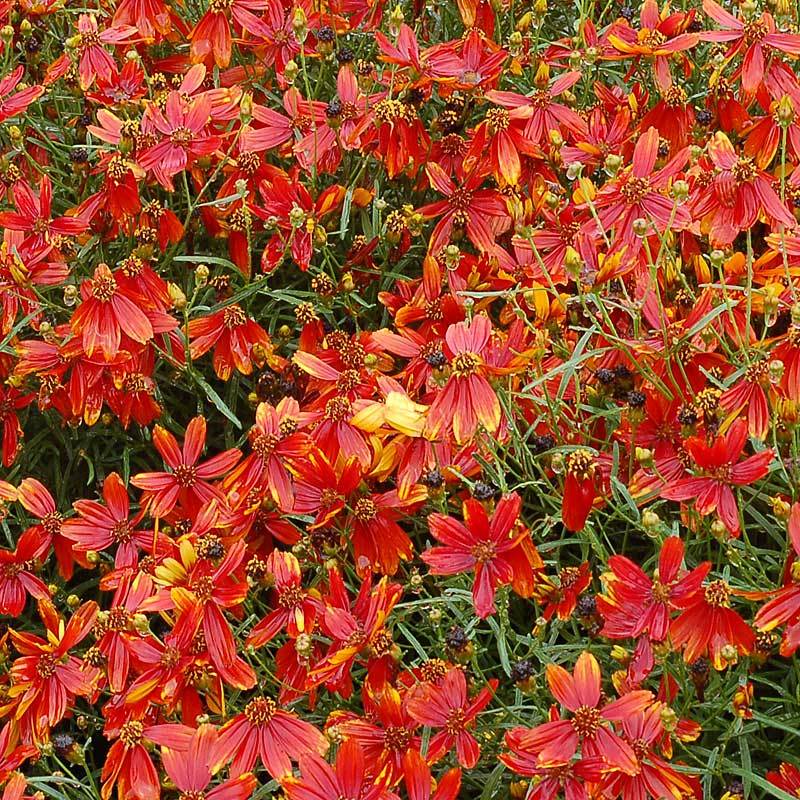 Ladybird Tickseed with velvety-red blooms highlighted in yellow. 