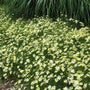 Moonbeam Tickseed with an abundance of pale yellow daisy-like flowers with green foliage. 