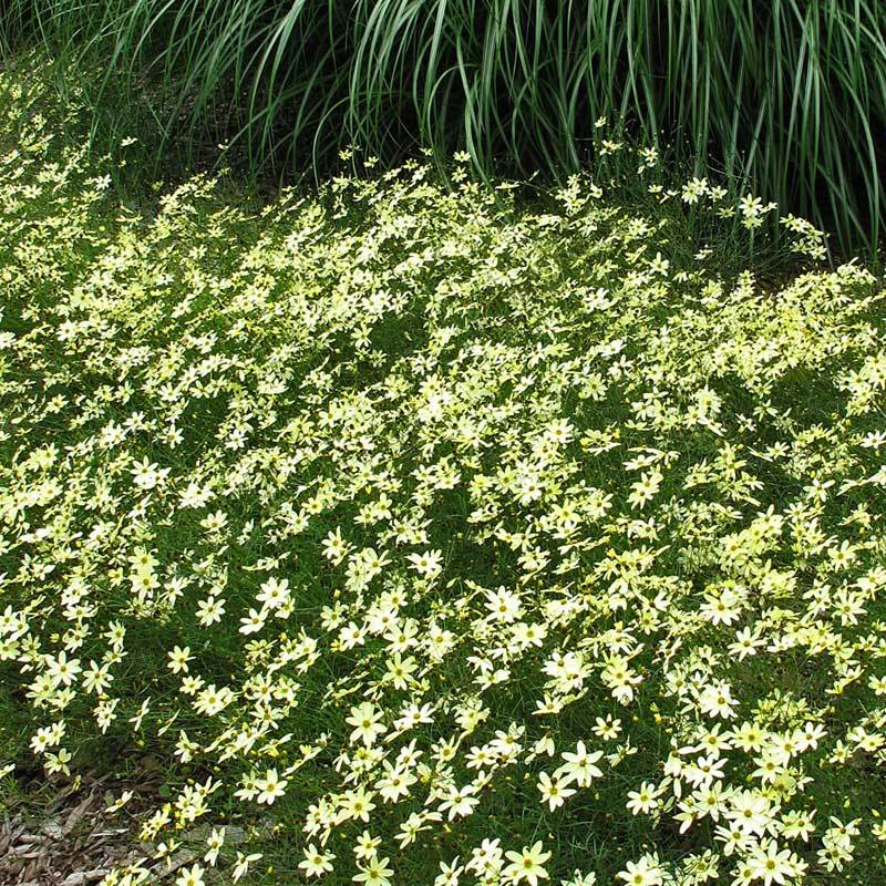 Moonbeam Tickseed with an abundance of pale yellow daisy-like flowers with green foliage. 