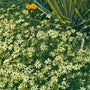 Moonbeam Tickseed with daisy-like flowers and fern-like foliage. 