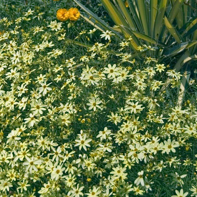 Moonbeam Tickseed with daisy-like flowers and fern-like foliage. 