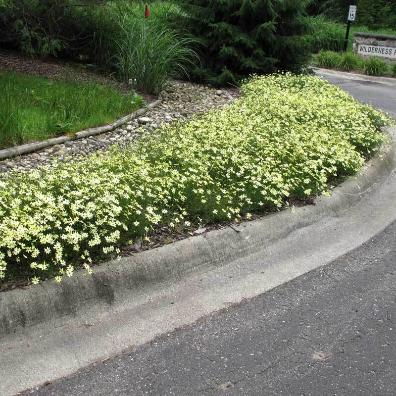 Moonbeam Tickseed in a landscape on the corner of a street. 