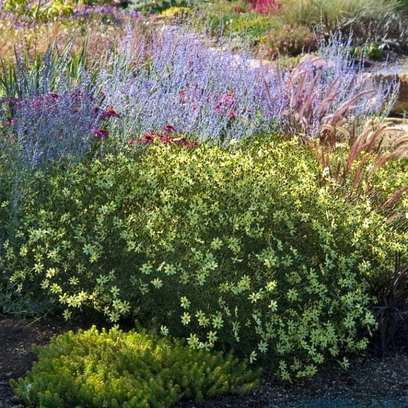 moonbeam coreopsis plants 'Moonbeam' Tickseed Plants For Sale