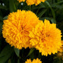 Solanna Golden Sphere Tickseed big bright yellow rounded flowers