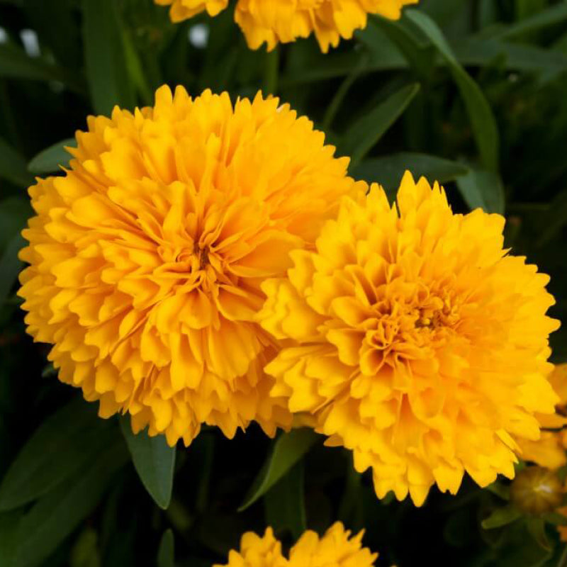 Solanna Golden Sphere Tickseed big bright yellow rounded flowers