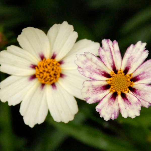 Close-up of Star Cluster Tickseed's white blooms that are painted with purple. 
