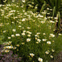 Star Cluster tickseed with creamy white blooms covering bright green foliage. 