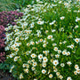 Star Cluster tickseed with green foliage covered in creamy white blooms. 