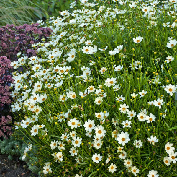 Star Cluster tickseed with green foliage covered in creamy white blooms. 
