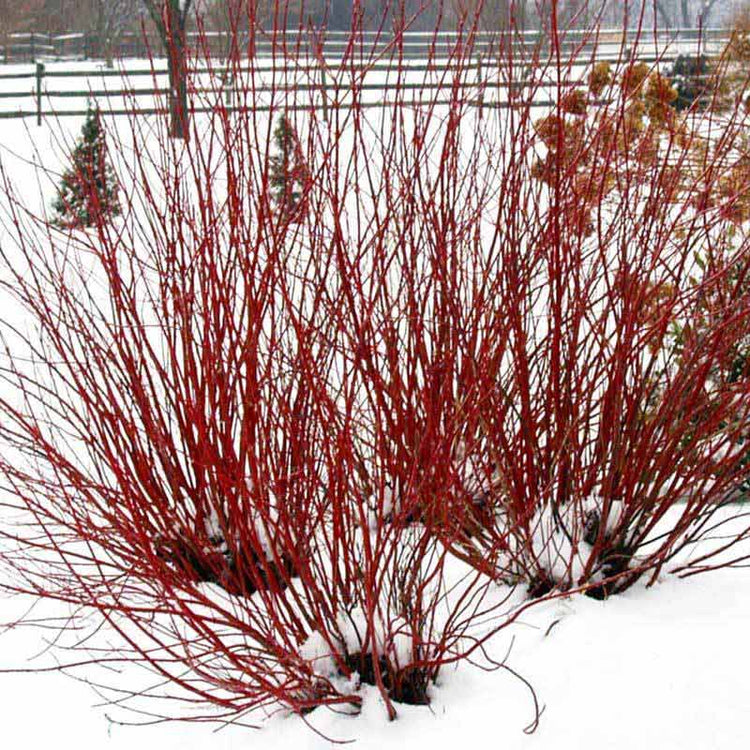 Arctic Fire Red Red-Twig Dogwood with bold and cheerful red stems in a landscape blanketed in snow. 