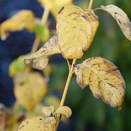 Close-up of Arctic Fire Yellow Red-Twig Dogwood's yellow stems and leaves. 