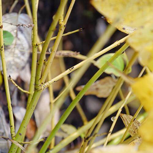 Close-up of Arctic Fire Yellow Red-Twig Dogwood's yellow stems.