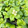 Creeping Dogwood with lush oval green foliage and a white flower in a nursery pot. 