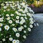 Becky Shasta daisy blooming in a garden beside a path. 