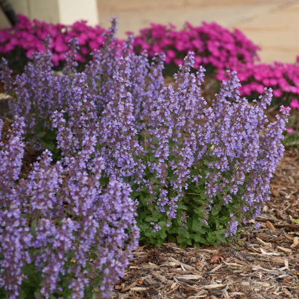 Cat's Pajamas Catmint in a landscape with pink flowers. 