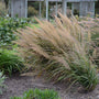Calamagrostis brachytricha is a low maintenance high impact ornamental grass