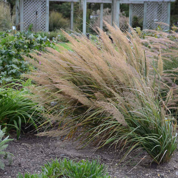 Calamagrostis brachytricha is a low maintenance high impact ornamental grass
