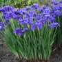 Iris de Sibérie Ruffled Velvet aux fleurs d'un violet éclatant et au feuillage semblable à de l'herbe. 