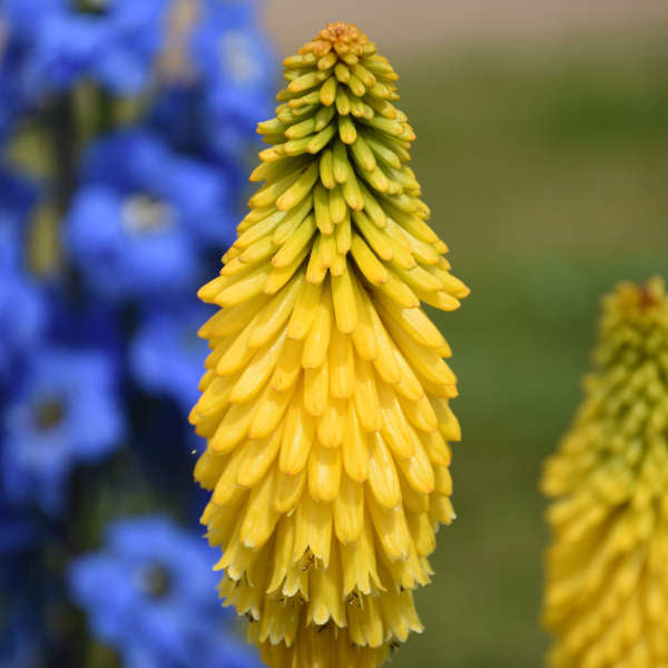'Solar Flare' Red Hot Poker is cold tolerant.