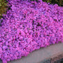 Drummond's Pink Creeping Phlox with an abundance of vibrant pink blooms in a garden. 