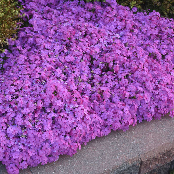 Drummond's Pink Creeping Phlox with an abundance of vibrant pink blooms in a garden. 