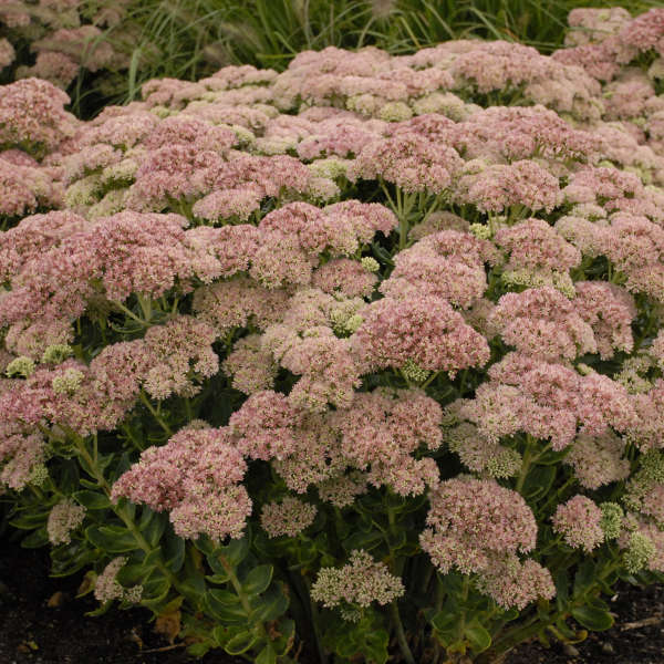 Autumn Joy Stonecrop with giant mauve red blooms.