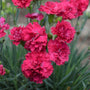 Cranberry Cocktail Dianthus ruffled magenta-red flowers. 