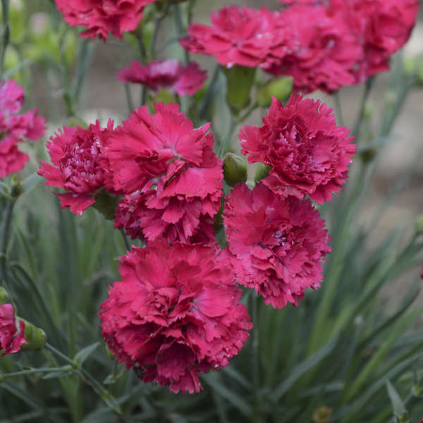 Cranberry Cocktail Dianthus ruffled magenta-red flowers. 