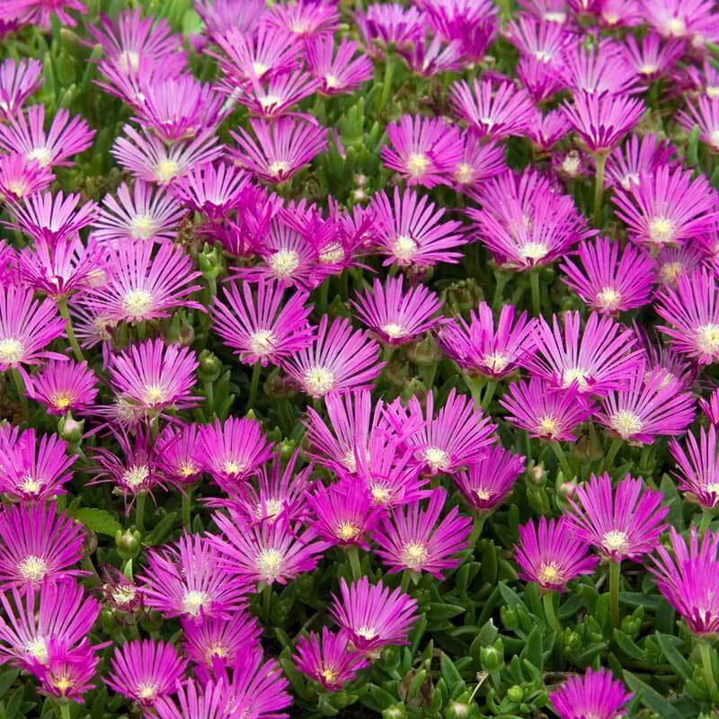 Pink Ice Plant has bold pink flowers 