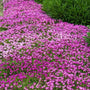 Delosperma cooperi is a low growing ground cover that spreads rapidly