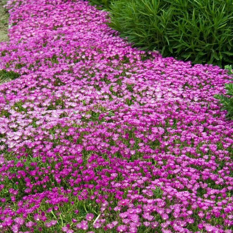 Delosperma cooperi is a low growing ground cover that spreads rapidly