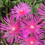 Pink Ice Plant thrives in heat and drought