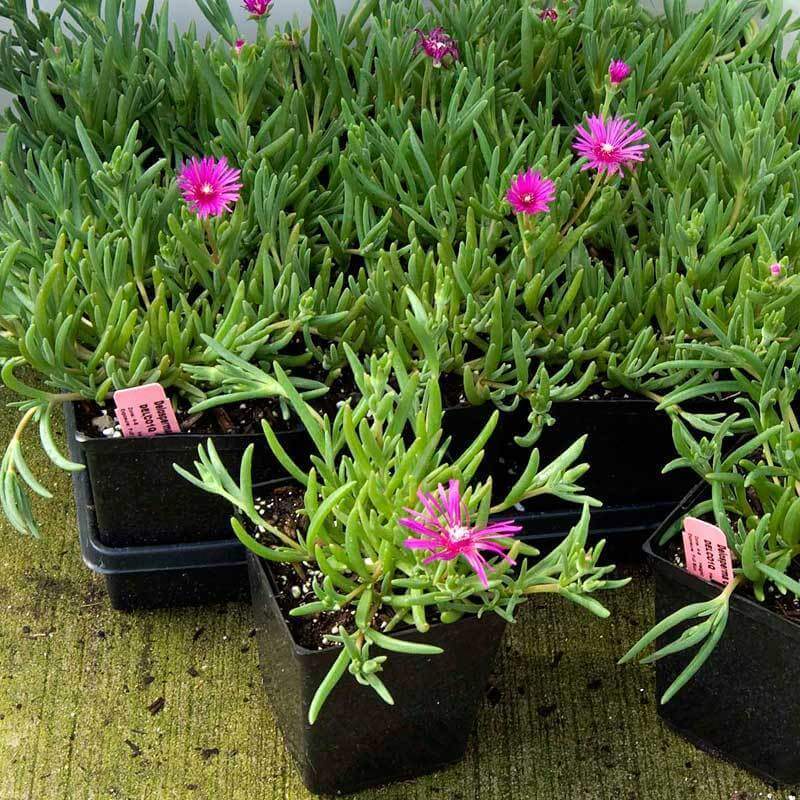 ice plant succulent for sale Pink Ice Plant