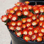 Hot Cakes Pumpkin Perfection Ice Plant in a container.