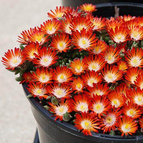 Hot Cakes Pumpkin Perfection Ice Plant in a container.