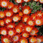 Hot Cakes Pumpkin Perfection Ice Plant's bright orange flowers. 