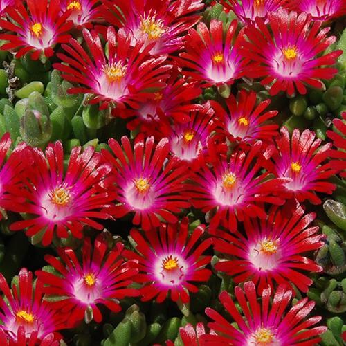 Close-up of Hot Cakes Saucy Strawberry Ice Plant's vibrant berry red flowers. 