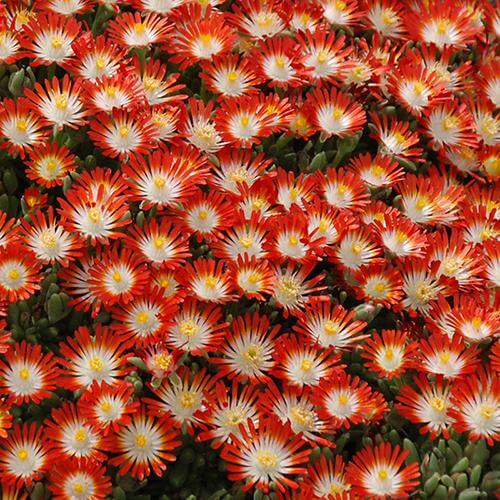Hot Cakes Tangerine Tango Ice Plant with gleaming orange flowers. 