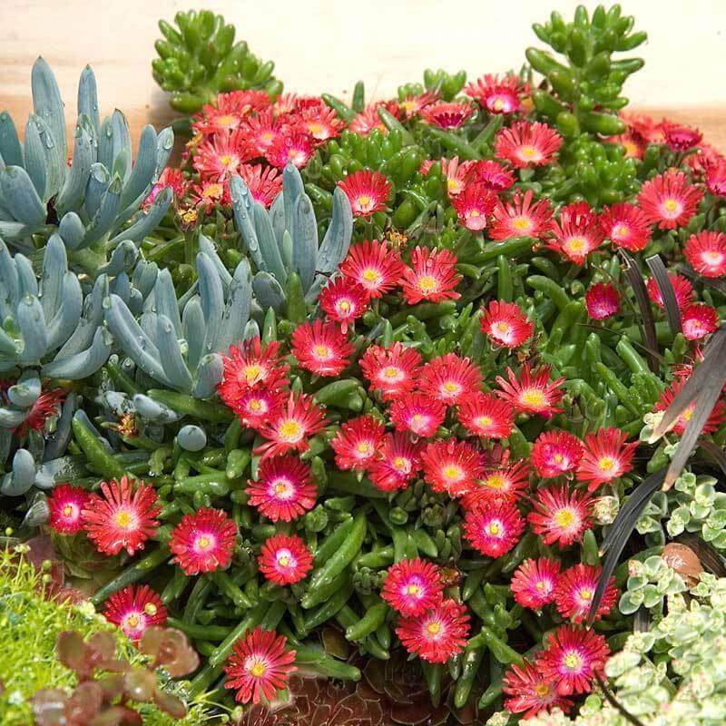 jewel of the desert succulent 'Jewel Of Desert Garnet' Ice Plant