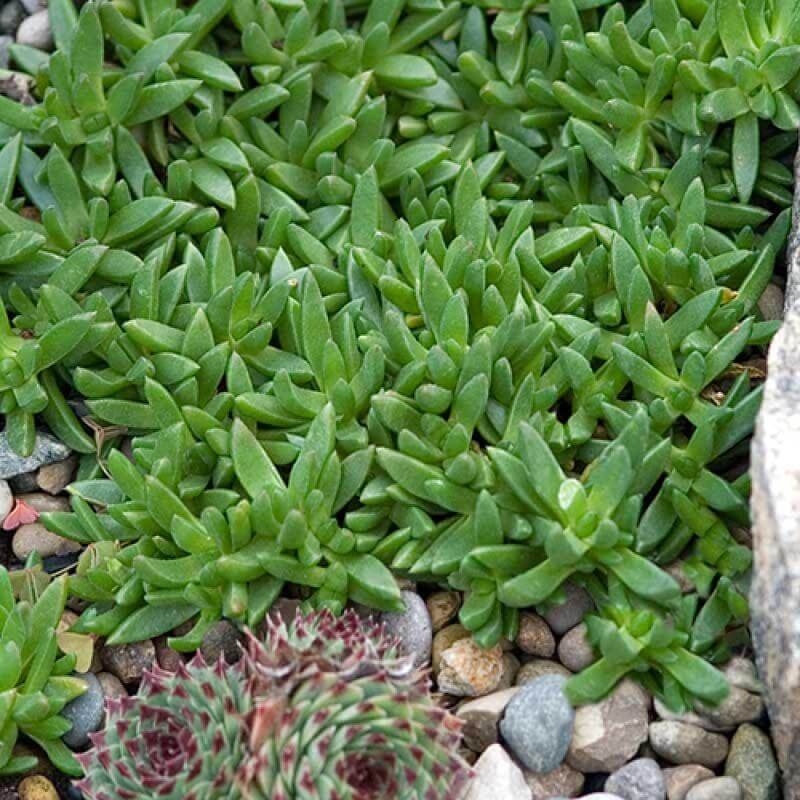 ice plant jade crystal Jewel Of Desert Moonstone' Ice Plant