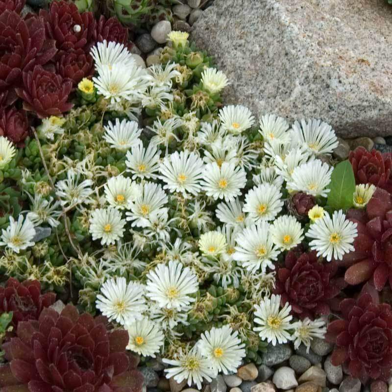 ice plant jade stone price 'Jewel Of Desert Moonstone' Ice Plant