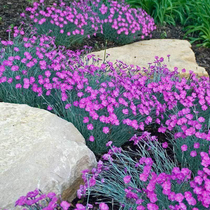 What Are Dianthus