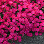 Paint the Town Red Dianthus with deep magenta-red flowers. 