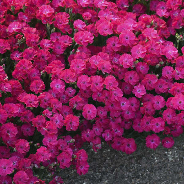 Paint the Town Red Dianthus with deep magenta-red flowers. 
