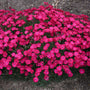 Paint the Town Red Dianthus with deep red flowers covering blue-green foliage. 